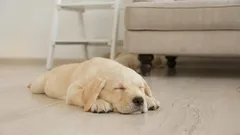 Por que é que os cães dão voltas antes de dormir: as razões por trás deste ritual engraçado