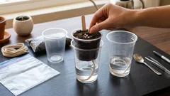 Como cultivar plântulas de pimenteiro duas vezes mais depressa: um método avançado que nem toda a gente conhece