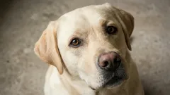 7 raças de cães dóceis e carinhosos ideais para casas com crianças