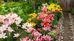 Os lírios vão florescer exuberantemente se, ao plantá-los, seguir estas regras importantes