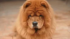 7 melhores raças: quais os cães com maior esperança de vida?