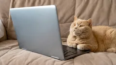 O que veem os gatos e os cães quando olham para a televisão: factos interessantes sobre a visão do seu animal de estimação