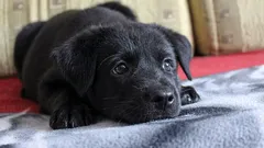 O que o cão pensa e sente quando o deixas sozinho em casa