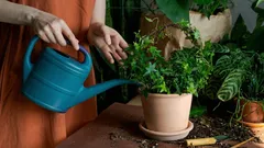 O que acha: quão segura é a água da torneira para as plantas de interior?