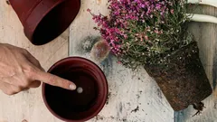 Porque é que este buraco no fundo do vaso é tão importante para a saúde das plantas?