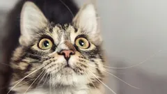 Que sinais dão os gatos antes de um acidente acontecer na sua casa – esteja atento