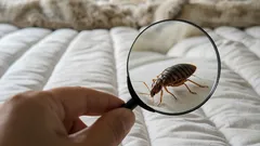 Como verificar a presença de percevejos em casa: sinais a que deve estar atento