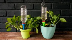 Como manter as plantas de interior vivas: conselhos úteis para a rega em casa