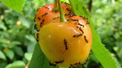 Como se livrar das formigas no terreno sem produtos químicos e sem riscos para o ambiente e para a sua família