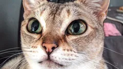 Carinhosas, mas imprevisíveis — raças de gatos com a personalidade mais marcante