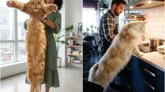 Gigantes domésticos: nomes das maiores raças de gatos que pode ter em casa