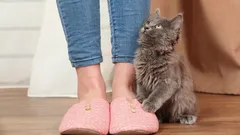 As razões mais comuns pelas quais o gato segue constantemente o seu dono