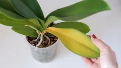 Por que é que as folhas da orquídea ficam amarelas de repente: 9 causas principais e soluções para o problema