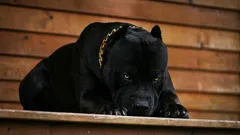 Nomes das seis raças de cães mais corajosas que se tornam companheiros fiéis.