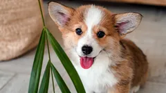 Como reconhecer se o teu cão é feliz: os 6 sinais mais importantes, segundo especialistas