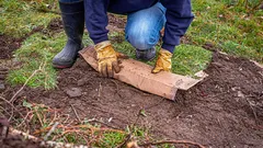 Não é lixo, mas um recurso valioso: um jardineiro partilha formas úteis de usar cartão no jardim