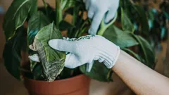 O erro mais comum nos cuidados com plantas de interior que quase toda a gente comete