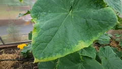 Nota para todos os jardineiros: o que fazer imediatamente se notar que as folhas dos pepinos estão a amarelecer nas bordas