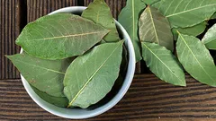 Por que é que as pessoas colocam uma folha de louro no vaso das plantas de interior?