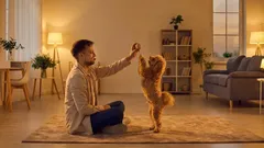 Porque é que o cão deixou de brincar? 4 causas comuns e o que o dono deve fazer.