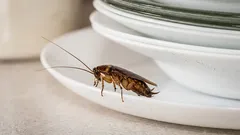 É isto que 99% das pessoas fazem: a razão pela qual aparecem baratas até num apartamento limpo