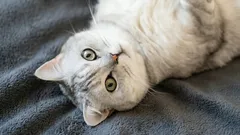 Até que idade é que os gatos crescem?