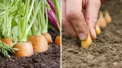 O que plantar ao lado das cenouras para afastar pragas e melhorar a colheita?