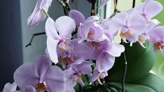 Deixe a sua orquídea viçosa e saudável: 5 dicas de cuidados para principiantes.
