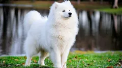 Oito raças raras de cães e das mais caras do mundo: características e factos interessantes