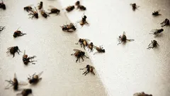 Já não haverá mais mosquitos na sua casa: um remédio barato à base de vinho vai ajudar