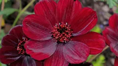 Planta com aroma a chocolate que pouca gente conhece.