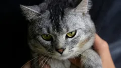 Factos interessantes sobre o motivo pelo qual os gatos não aceitam outros gatos no seu território