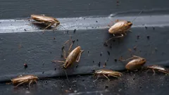 O que fazer em primeiro lugar se vir uma barata: 8 passos a seguir imediatamente