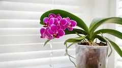 Milagre para orquídeas que não floresciam há vários meses: um método simples para as fazer voltar a florir abundantemente