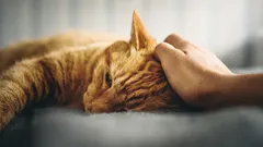 Os gatos conseguem chorar e como se percebe que o animal não se sente bem?