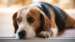 O que sente o seu cão quando lhe grita, segundo os especialistas?