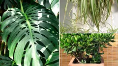 9 plantas de interior duradouras que se dão muito bem com cuidados mínimos