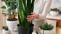 Como eliminar o bolor em casa: 5 plantas de interior que ajudam a combater a humidade elevada