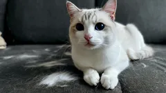 Sem aspirador nem rolo adesivo: um truque esperto para manter os móveis livres de pelos de gato