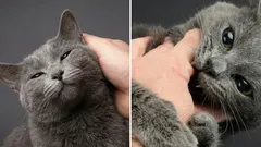 Porque é que a gata é, a princípio, meiga e amigável e, de repente, morde: factos curiosos sobre este fenómeno
