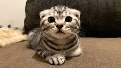 Estes gatos adoram os seus donos — as três raças mais carinhosas para famílias com crianças